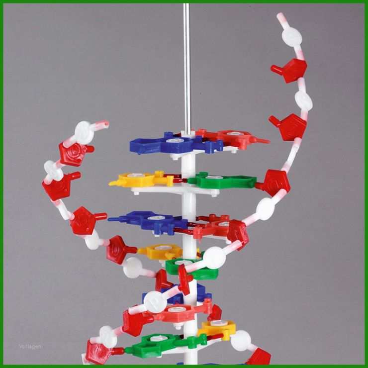 Dna Modell Basteln Vorlage