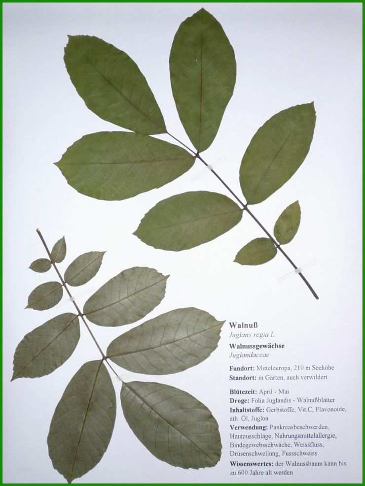 Herbarium Steckbrief Vorlage