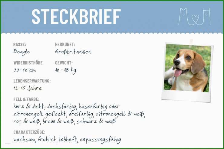 Hunde Steckbrief Vorlage