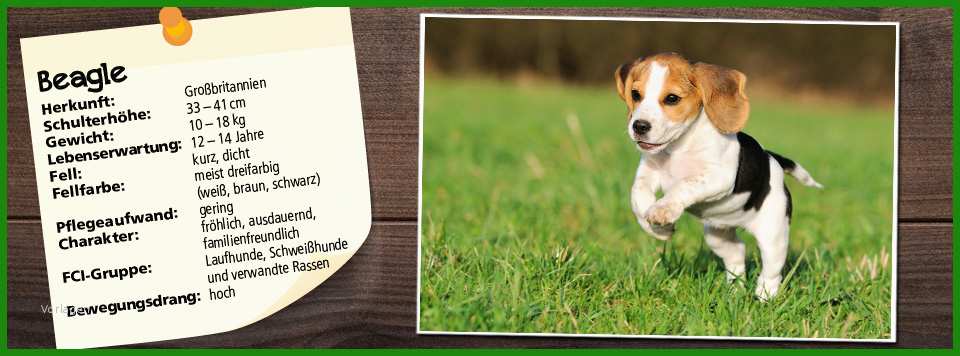 Steckbrief Hund Grundschule Vorlage Kostenlose Vorlagen zum Download